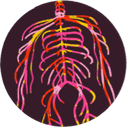a nervous system in multiple hot colors